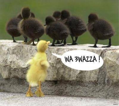 les petite coquain
