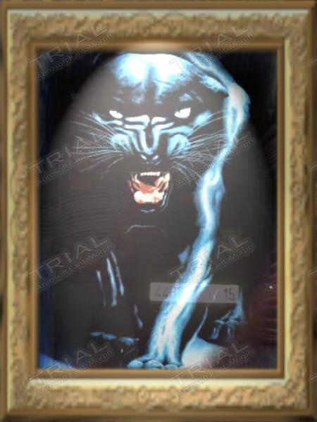 la panther noir